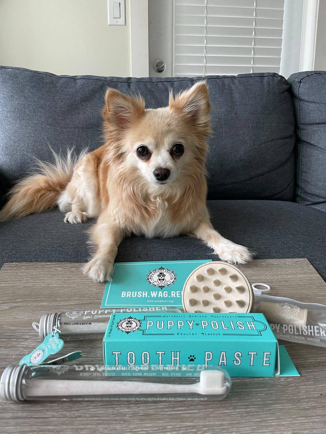 Wag & Bright Supply Co. - Wholesale Pet Brush - Cat/Dog - Puppy Polisher Eco Shampoo Brush7