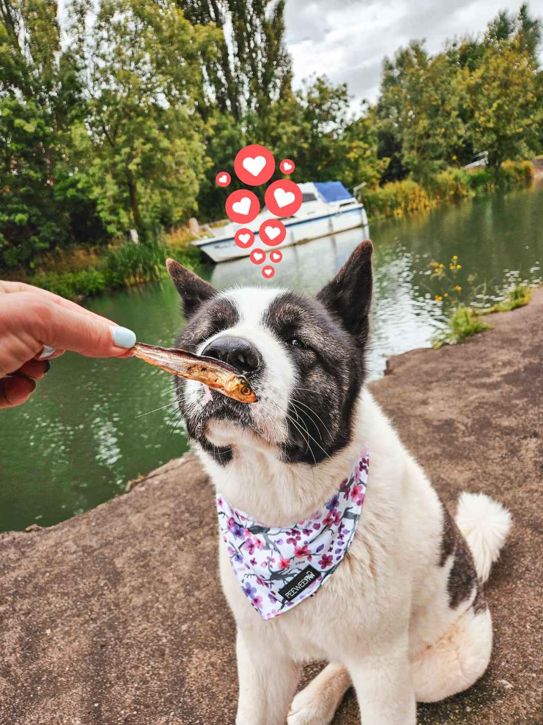 Truffe Délice - Wholesale Hondenkoekjes - Hond - Gedroogde sprotjes10