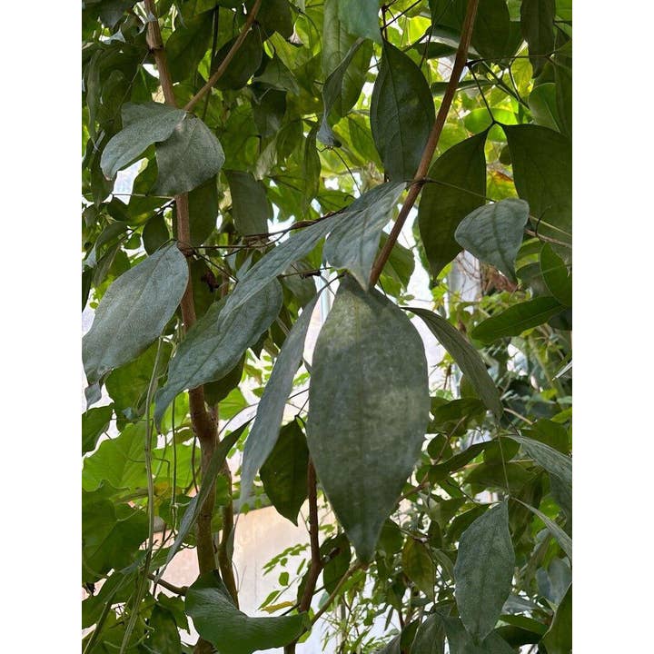 Copaiba for wholesale by Zia Zensations Inc.