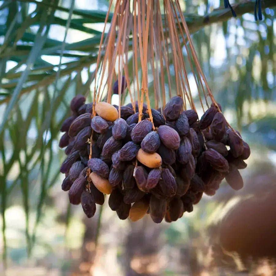 dadelskopen.nl – Fruta seca/desidratada por atacado – Tâmaras Medjoul Premium da Palestina1