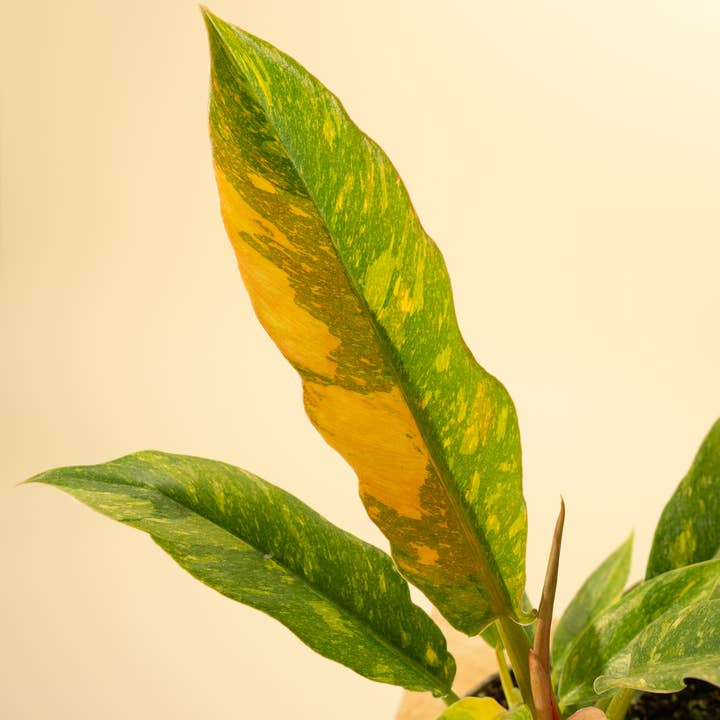 BWH Plant Co - Wholesale Live Plant - 4" Philodendron 'Ring of Fire'