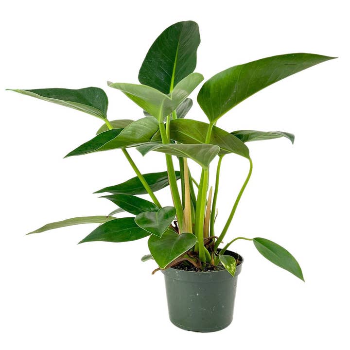 Best Plant Friend - Wholesale Live Plant - Philodendron Congo Green 6in - Lush Indoor Plant for Home