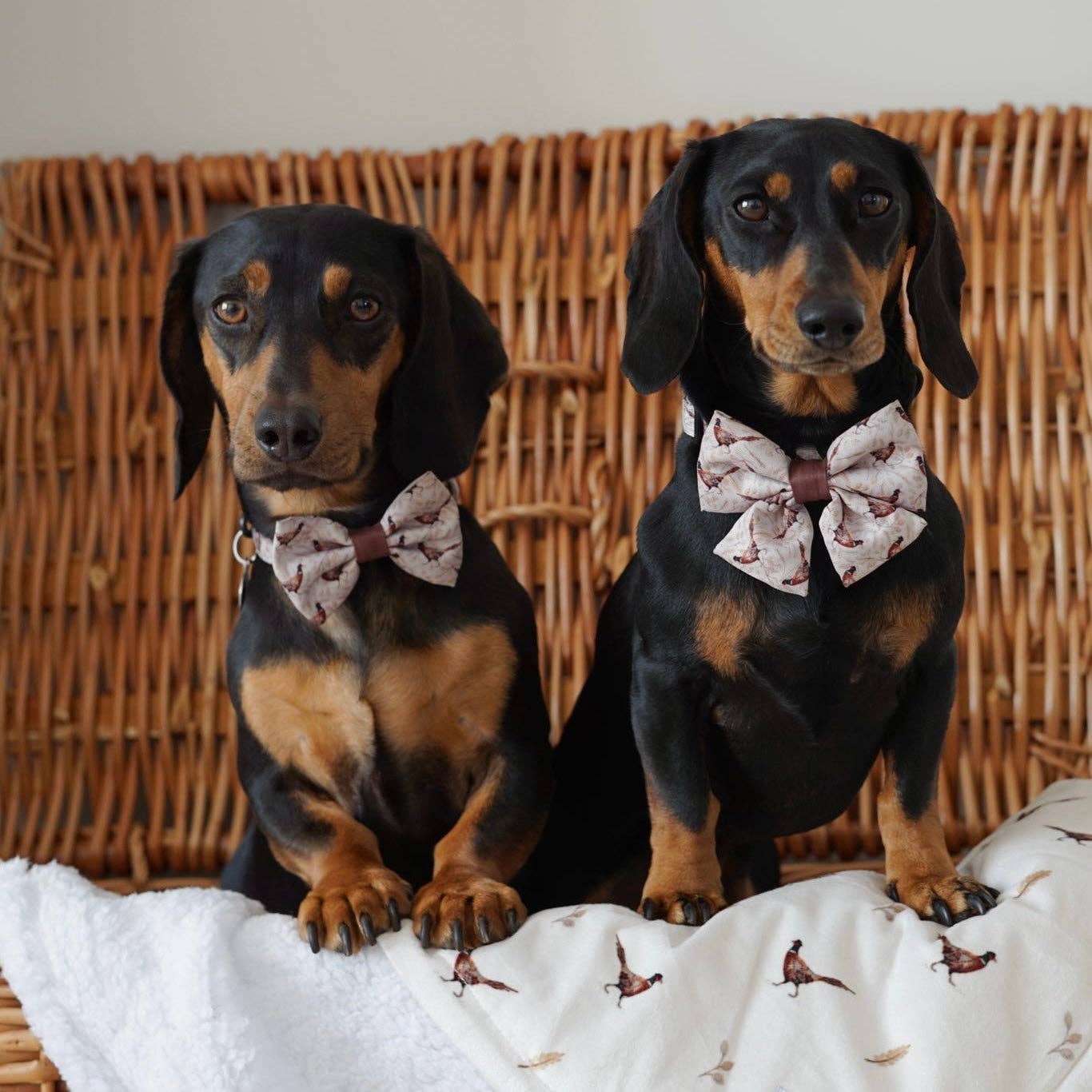 The aDoraBle Pooch Company – wholesale Pet bow tie – Dog – Dog Bow Tie - Farmland Pheasant4