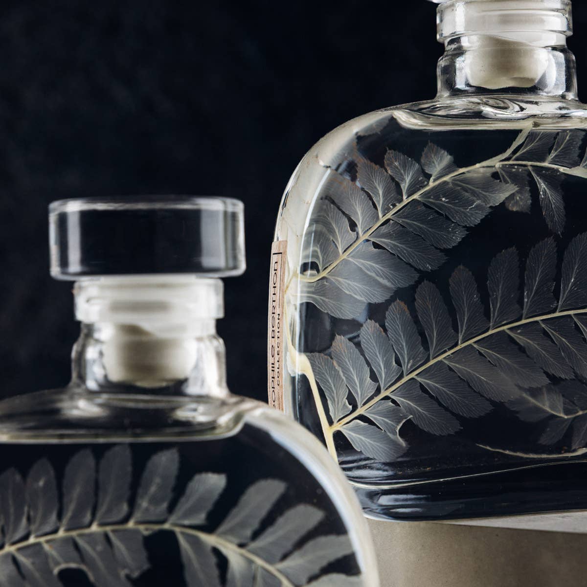 Theophile Berthon - Wholesale Live Plant - The Herbarium Capsule - White Leather Fern - Submerged Plant6