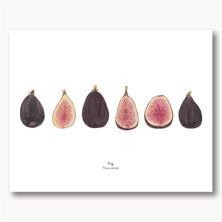 Figs Botanical Watercolor Giclée Print for wholesale by Sophie Tivona Paper