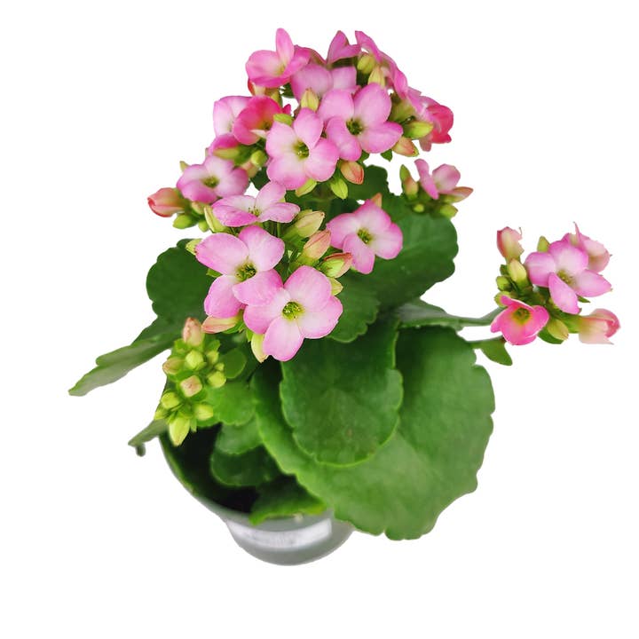 Best Plant Friend - Wholesale Live Plant - Kalanchoe blossfeldiana 'Calandiva Pink' in 4.5"/6" Pot