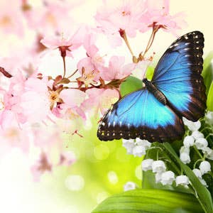 craftastik - Wholesale Fragrance Oil - Butterfly Hugs Fragrance Oil0