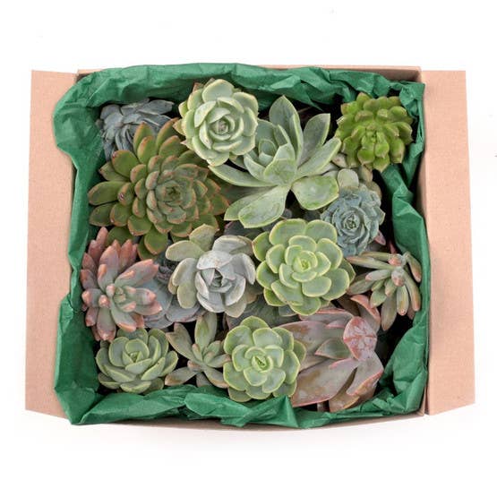 Mountain Crest Gardens - Wholesale Succulent - Succulent Cuttings Assorted 30-Pack (10+ Varieties, 2"-3")1