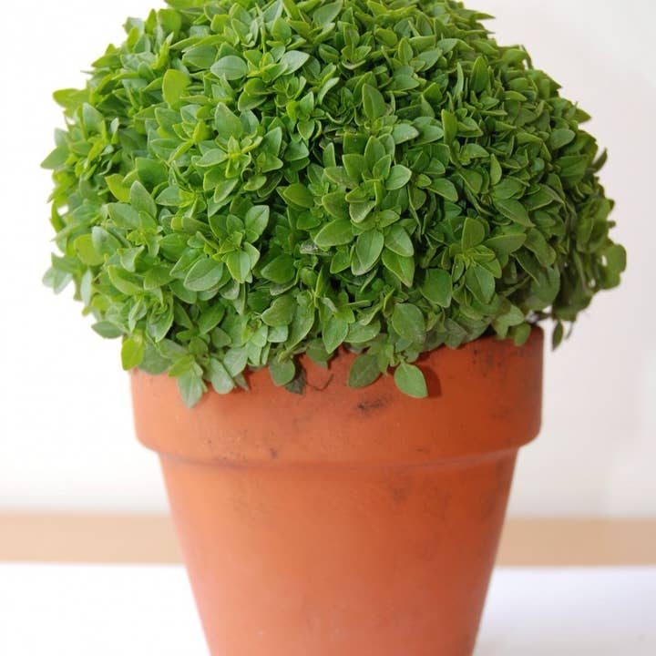 Sementes de Portugal - Wholesale Plant Seeds - Manjerico Seeds1