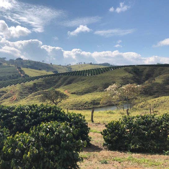 CAFES CIEL - Wholesale Coffee Beans - (NEW HARVEST) BRAZIL - Rio Brilhante, Blackberry, filter roast3