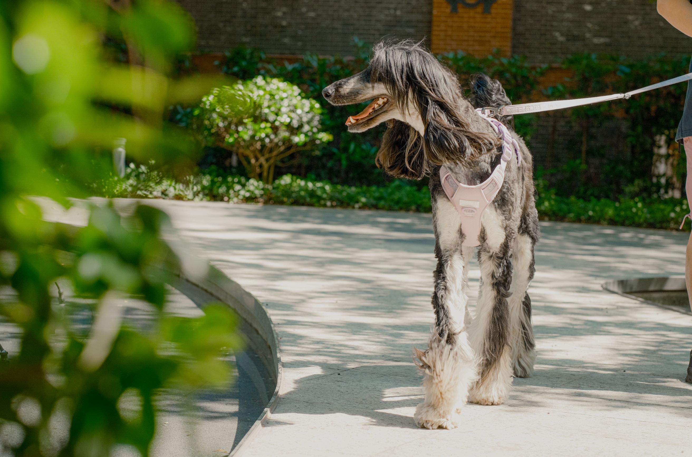 PEHOM - Wholesale Tuig voor huisdieren - Hond - PEHOM Geen-trek hondenharnas – mintgroen en paars9