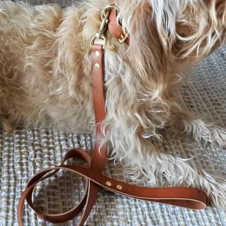 Monsieur J - Vente Collier – chien - Collier pour chien en cuir1