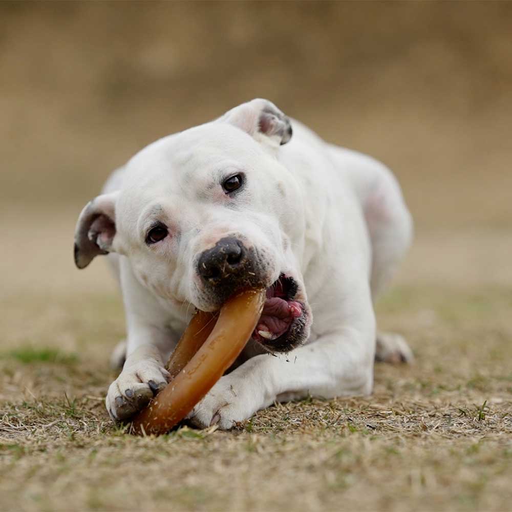 POCURULL SL (Retorn) - Wholesale Pet Toy - Dog - Rub Fly Dog Toy5