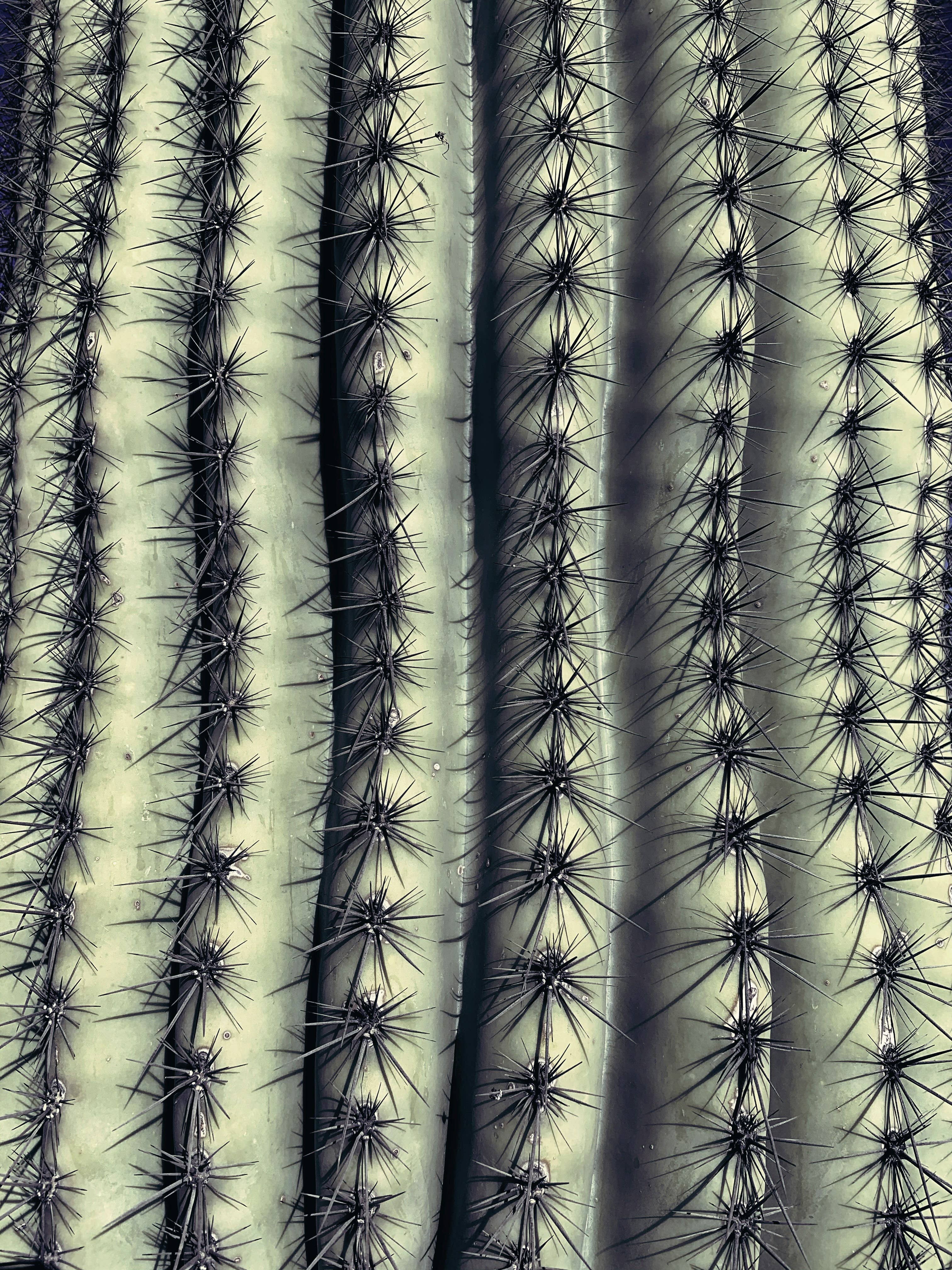 The Jonsteen Company - Wholesale Plant Seeds - Saguaro Cactus | Seed Grow Kit22