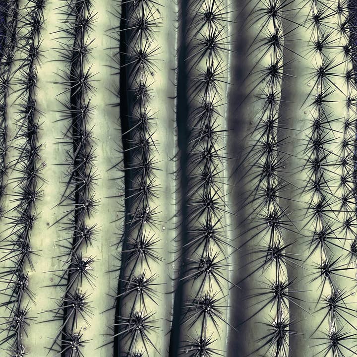 The Jonsteen Company - Wholesale Plant Seeds - Saguaro Cactus | Seed Grow Kit22