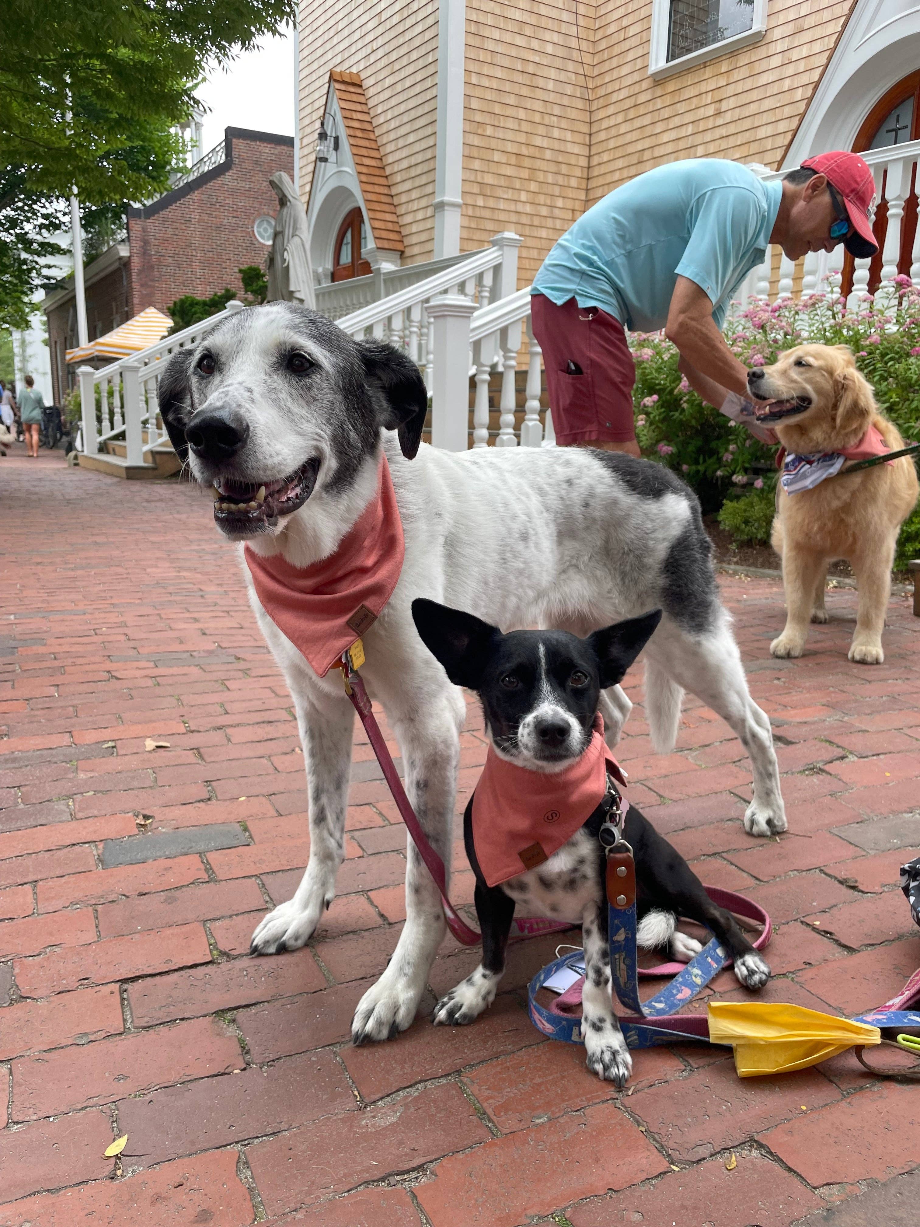 Tiny Tuckets - Wholesale Pet Bandana - Dog - Bamboo Dog Bandana2