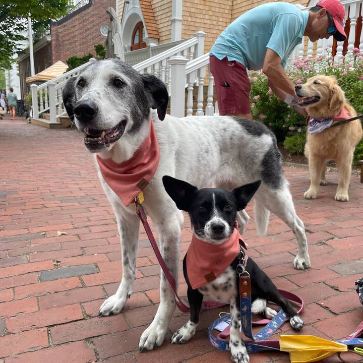 Tiny Tuckets - Wholesale Pet Bandana - Dog - Bamboo Dog Bandana2