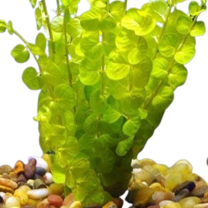Wetplants - Wholesale Artificial Plant - Lloydiella Golden Bunch Plant