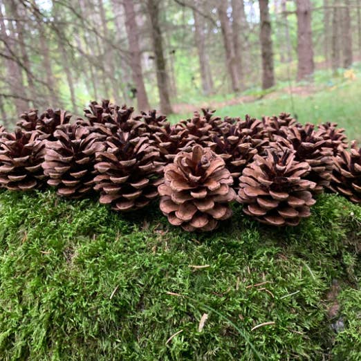 Pine Cones, 300 cones per case for wholesale by Bringoutdoorsindoors
