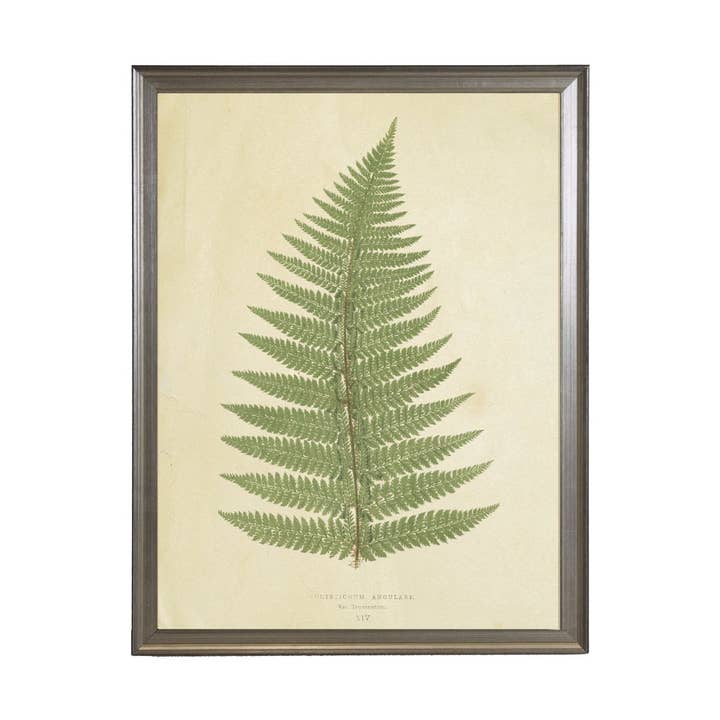 Fern Print for wholesale by Antique Curiosities Inc