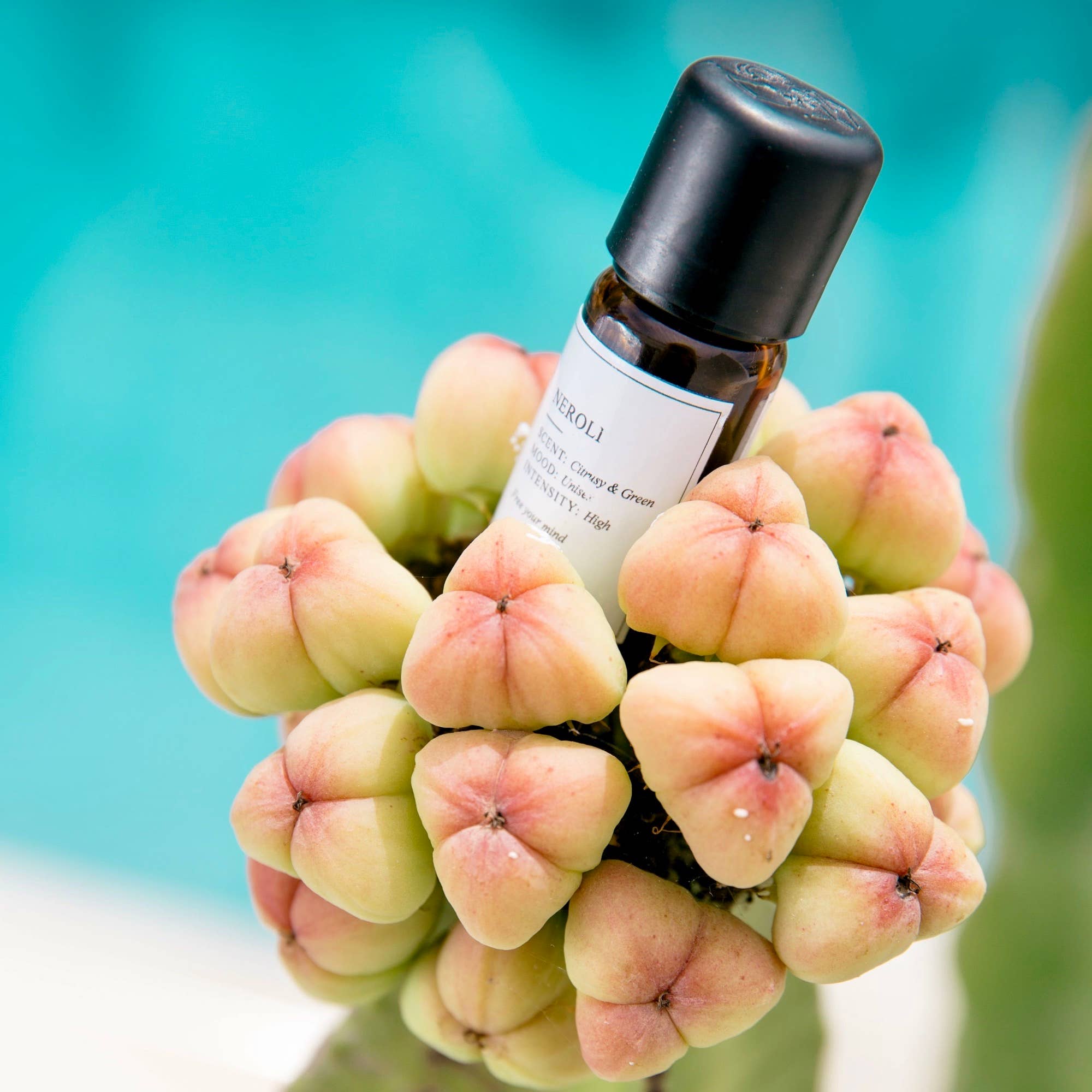 Stockholm Fragrance - Wholesale Fragrance Oil - No 30 Neroli | News2