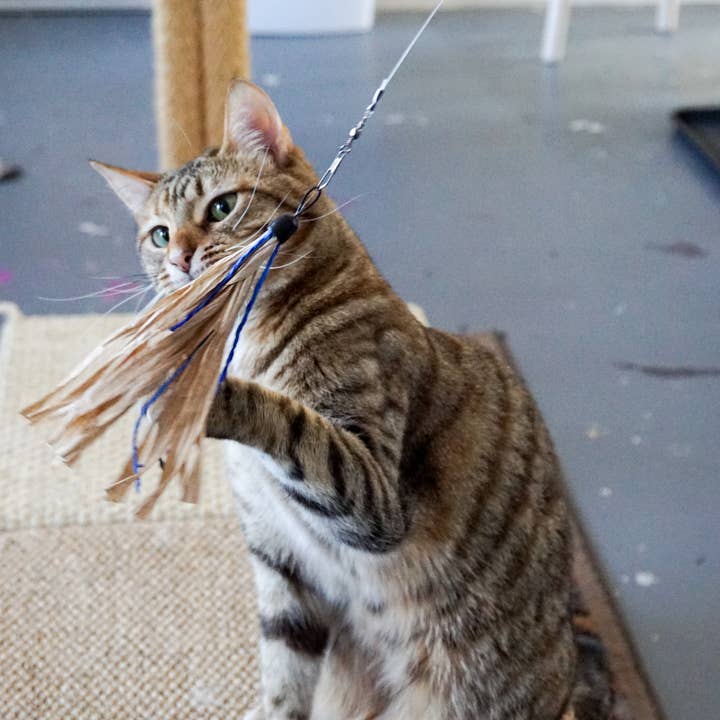 Dezi & Roo - Wholesale Pet toy – Cat - Cuttlefish - Wand Attachment Replacement5