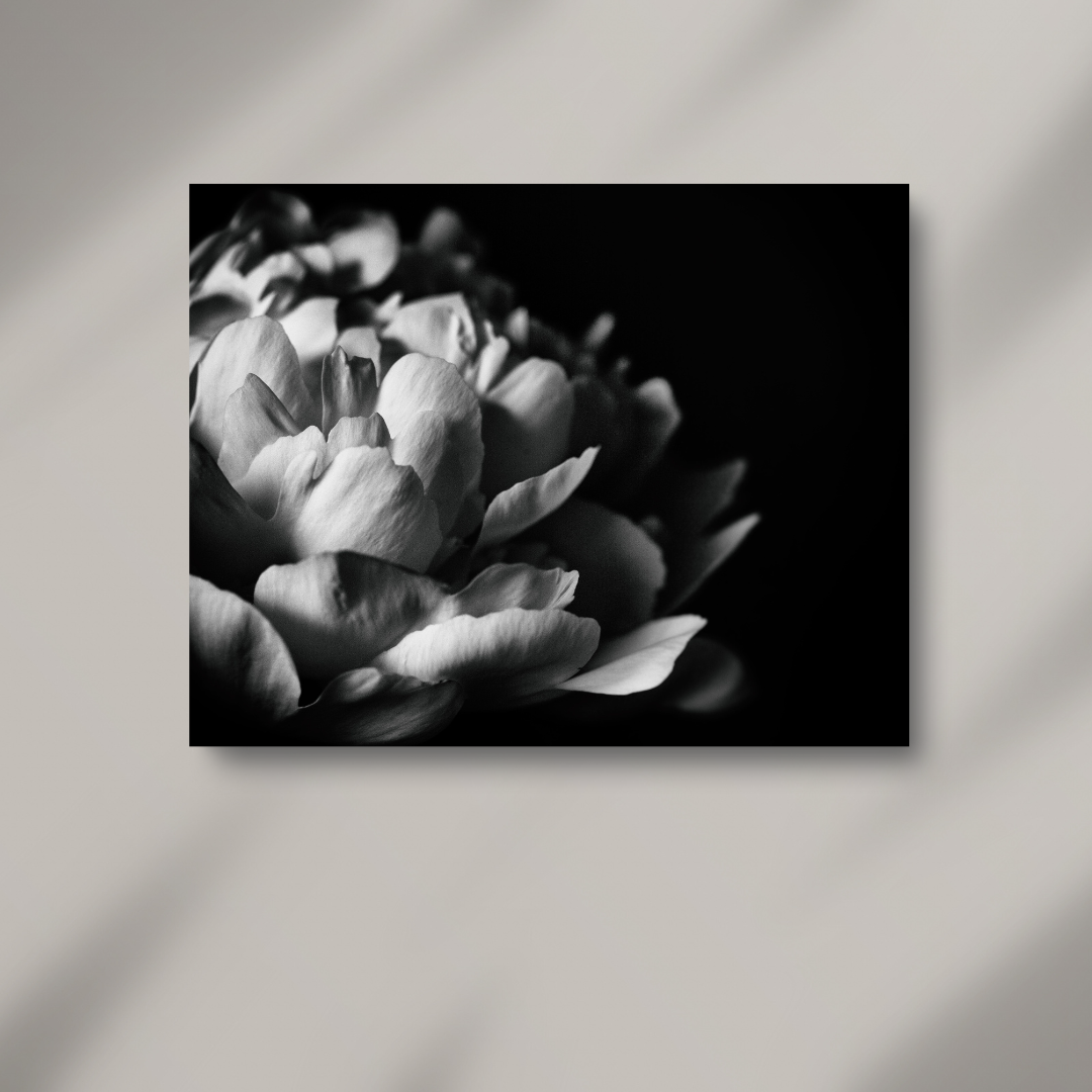 Alexis Arnold Photography - Wholesale Art Print - Fine Art Wrapped Canvas Black & White Peony Wall Art 2