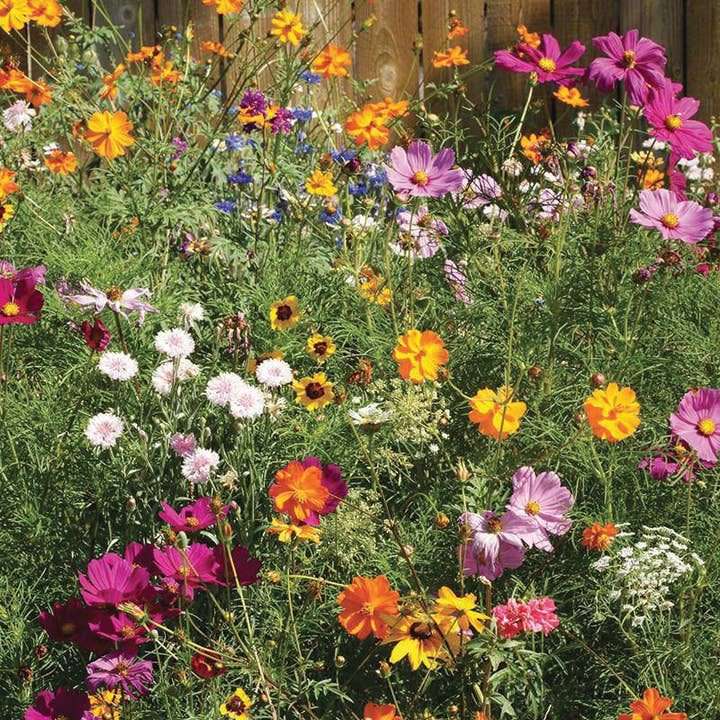 Bentley Seed Co. - Wholesale Plant Seeds - Thank You Natural Brown - Bouquet Wildflower Seed Packets