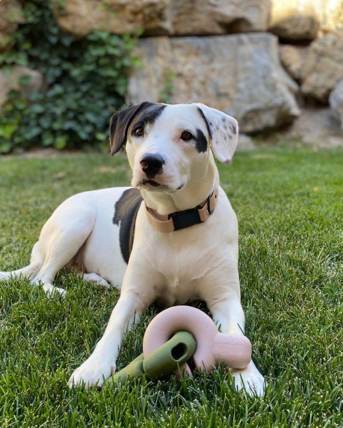 Fable Pets - Wholesale Pet Toy - Dog - Falcon Toy™33