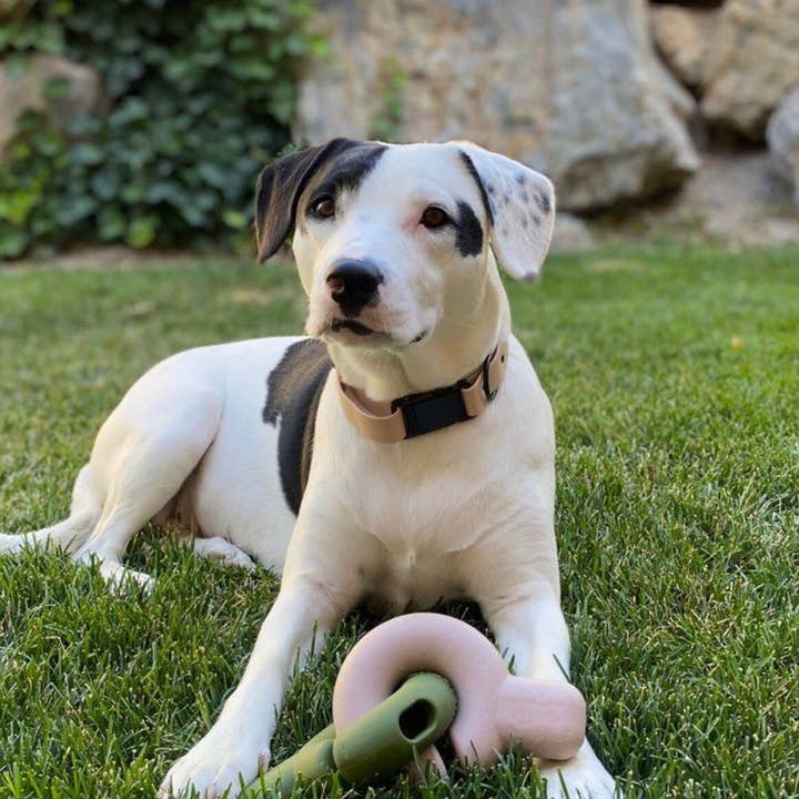 Fable Pets - Vendita all'ingrosso Giocattolo - Cani - Giocattolo Falcon™33