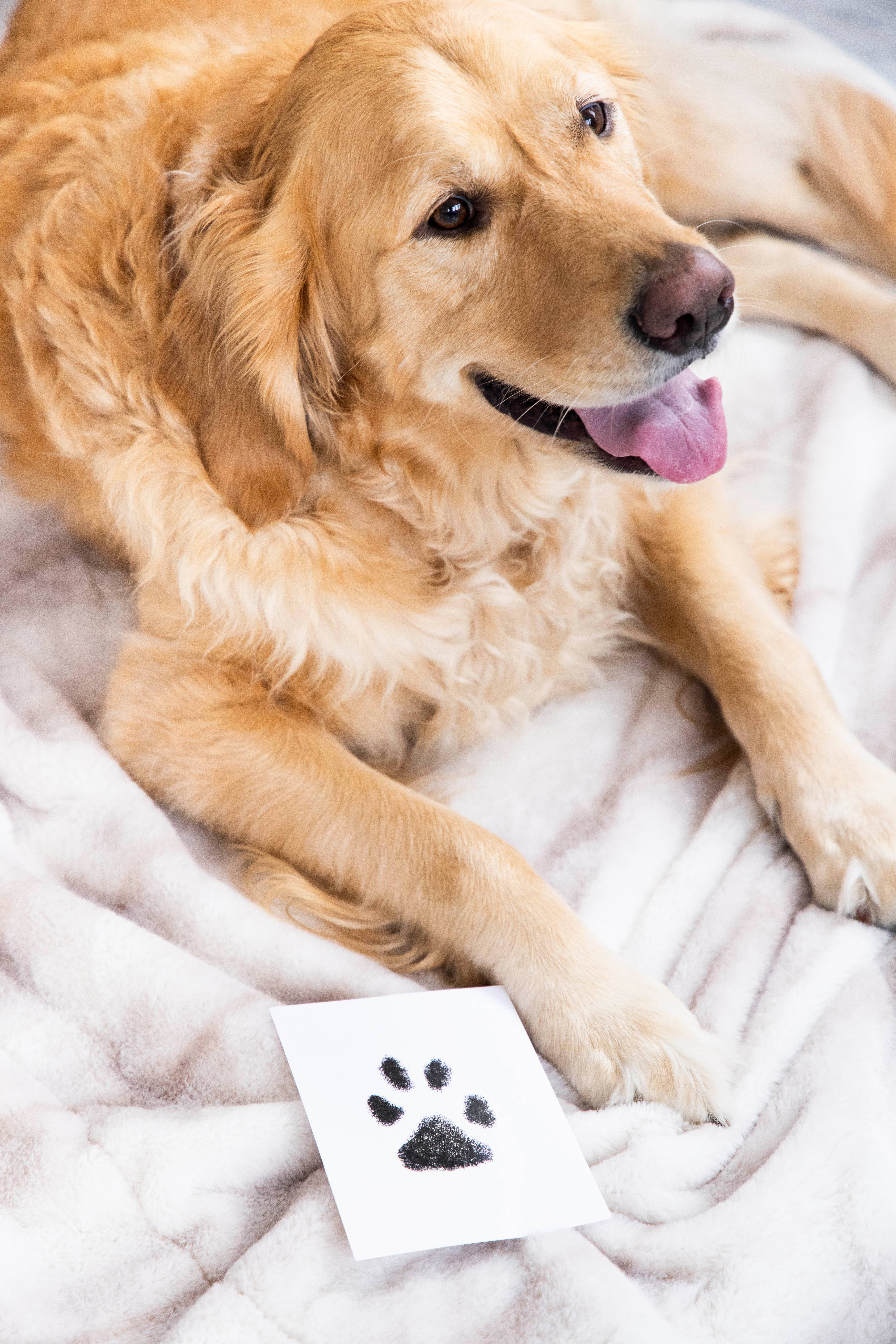 Pearhead UK – wholesale Hand & footprint kit – Child & baby – Clean Touch Ink Pad 4-Pack, Baby And Pet Keepsake, Black17