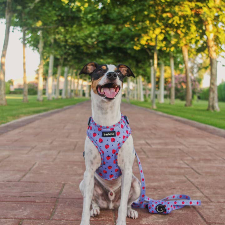 barkzie - Venta al por mayor Correa - Perros - Correa Huelva de 1,50 m para perro4