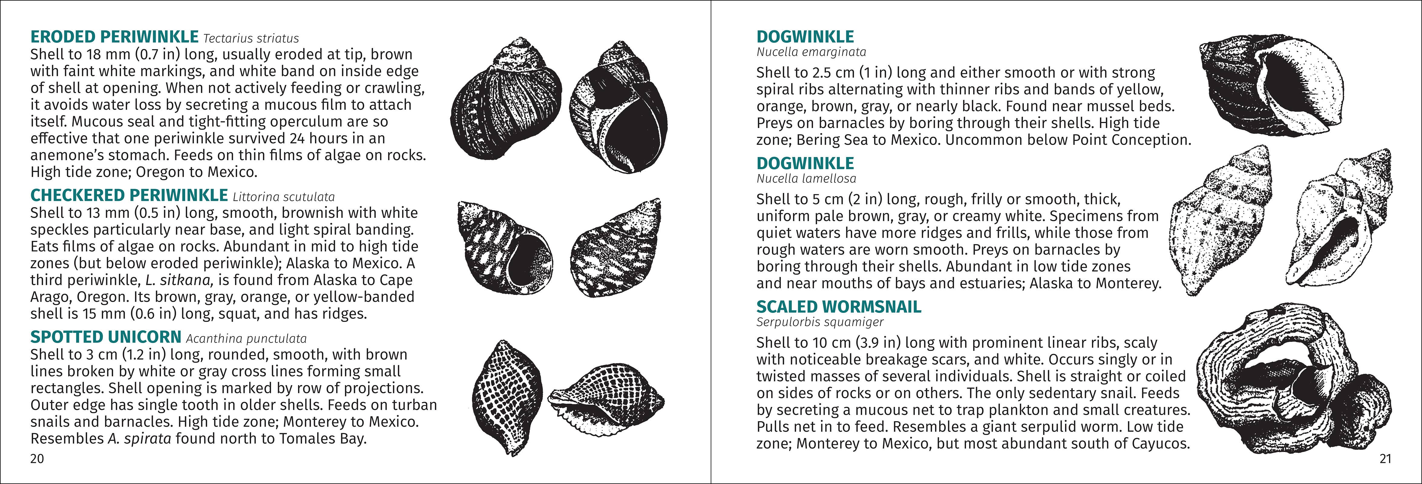 AdventureKEEN - Wholesale Nature & Outdoors Book - Pacific Intertidal Life 2nd Edition6