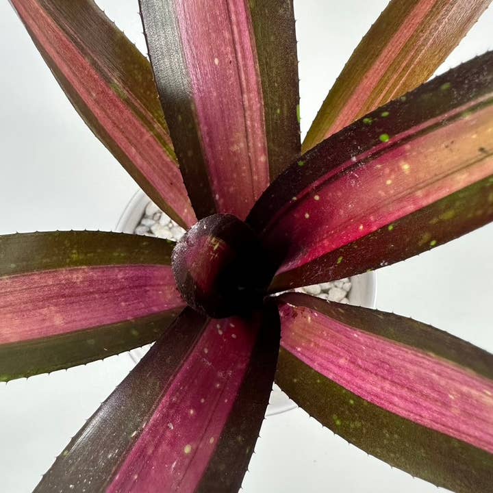 Neoregelia Peviento - Live Bare Root Plant for wholesale by The Artizan Way