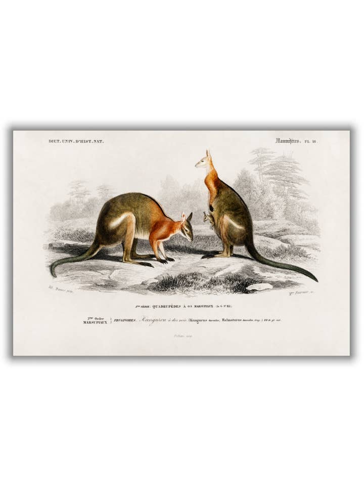Macropus for wholesale by Stanley Print House