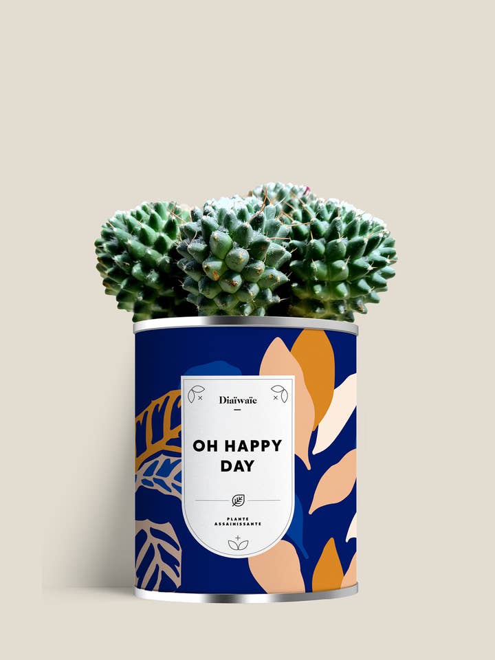 OH HAPPY DAY- aloe or cactus for wholesale by Diaiwaie