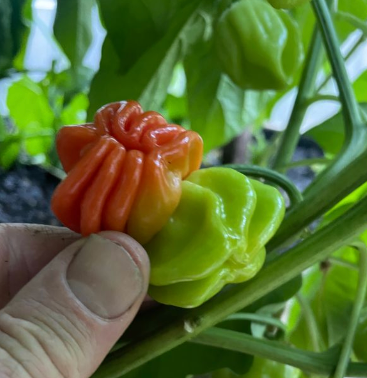 Little Veggie Patch Co - Wholesale Plant seeds - Chilli 'Habanero Mixed' Heirloom Seeds3