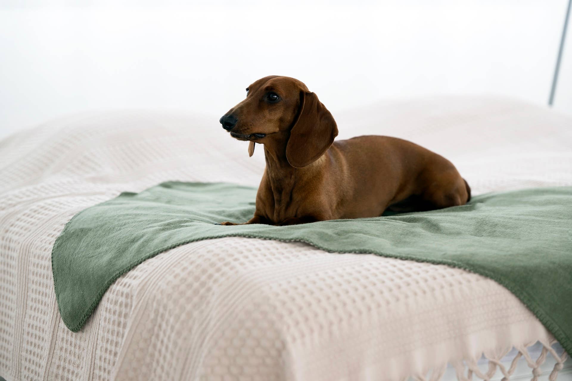 LABONI - Volentis GmbH – Großhandel Haustierdecke – Katze/Hund – REVERSO – Stilvolle Wende-Decke für anspruchsvolle Hunde22