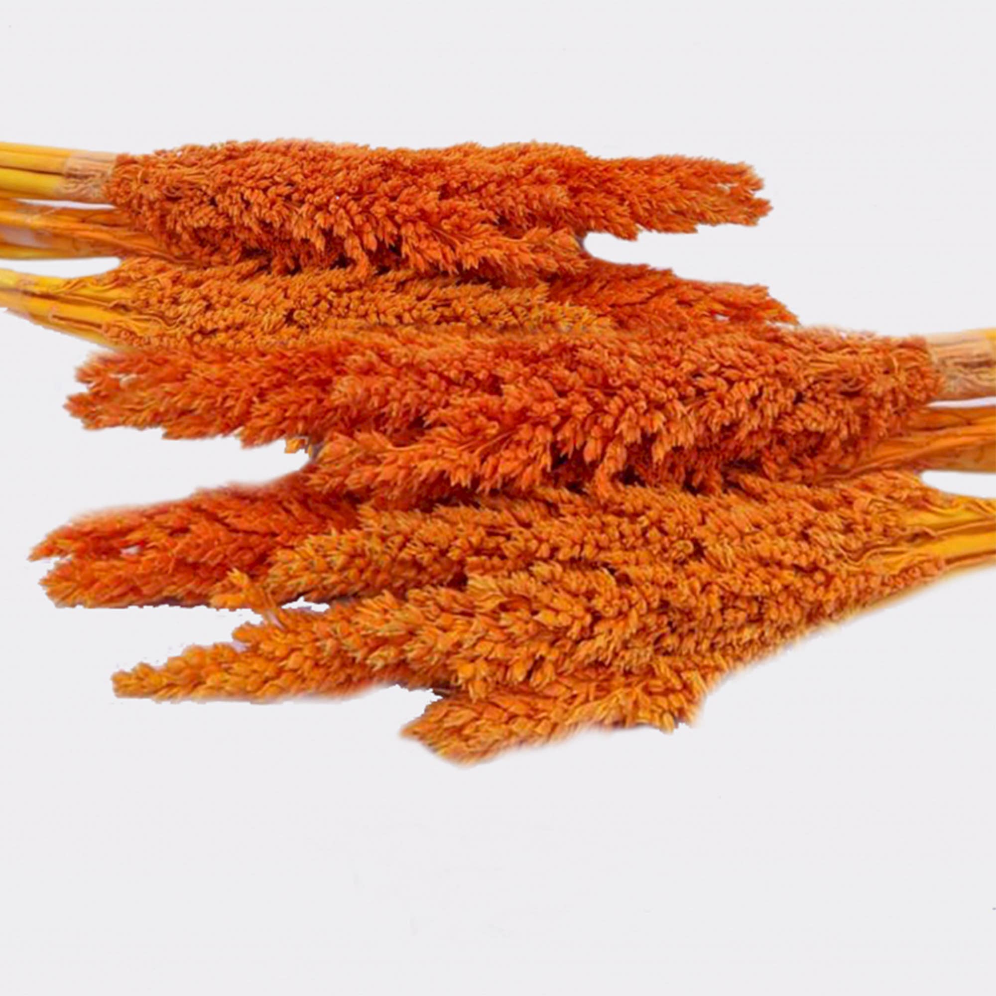 Ancient Wisdom – wholesale Dried/pressed flowers – Cantal Grass Bunch - Orange1