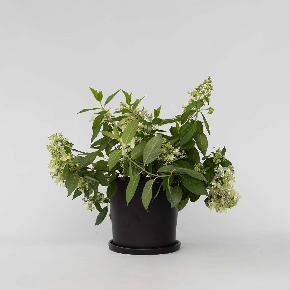 Oasis of Life - Wholesale Live Plant - Hydrangea Hortensie – Hydrangea Paniculata 'Confetti' – Fragrant panicled hydrangea with delicate flowers in white, pink & green – Hardy to -30°C – For garden, terrace & balcony – Height 25–40cm – Ø19cm1