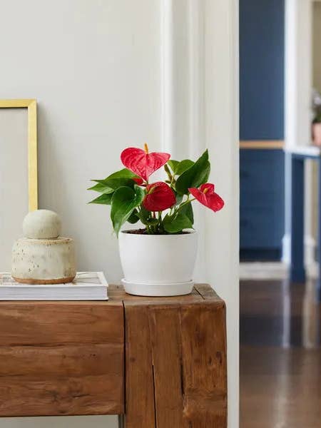 Red Anthurium for wholesale by Bloomscape