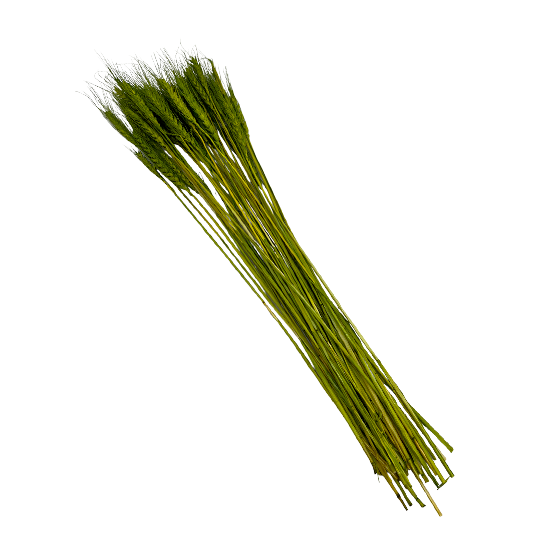 2626 Designs – wholesale Torkade/pressade blommor – Torkat vete, 50 st, cirka 61 cm långt16