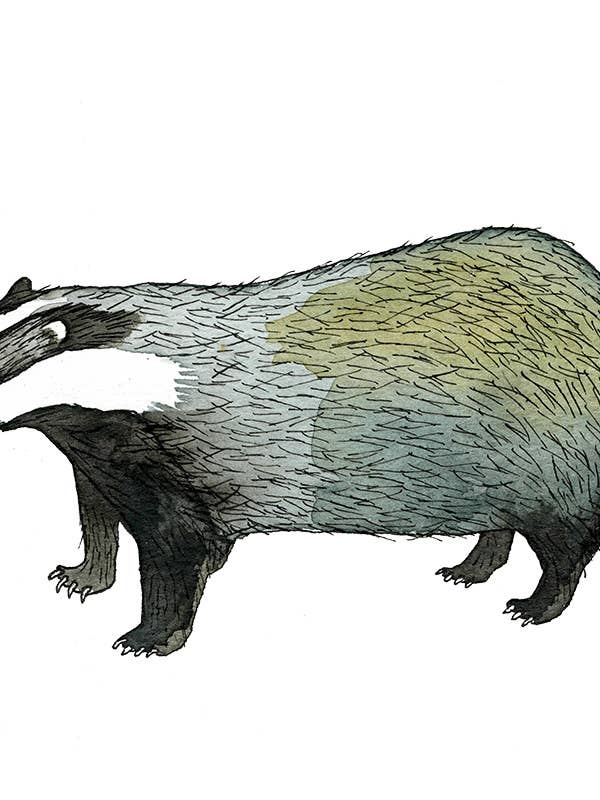 Badger Print for wholesale by Brienne Cosman Design