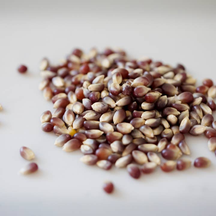 Amish Country Popcorn - Wholesale Popcorn - 25lb. Bag of Purple Popcorn1