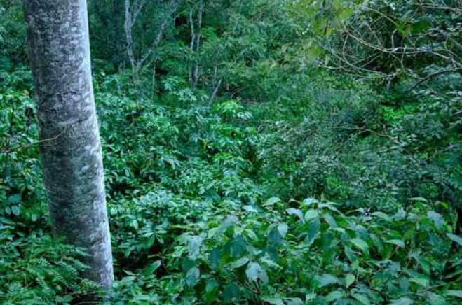 Quichapa Coffee - Wholesale Coffee Beans - India Kerala Wayanad3