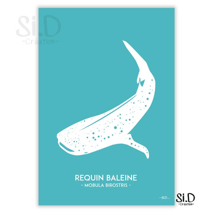 Requin Baleine pour la vente par Si.D