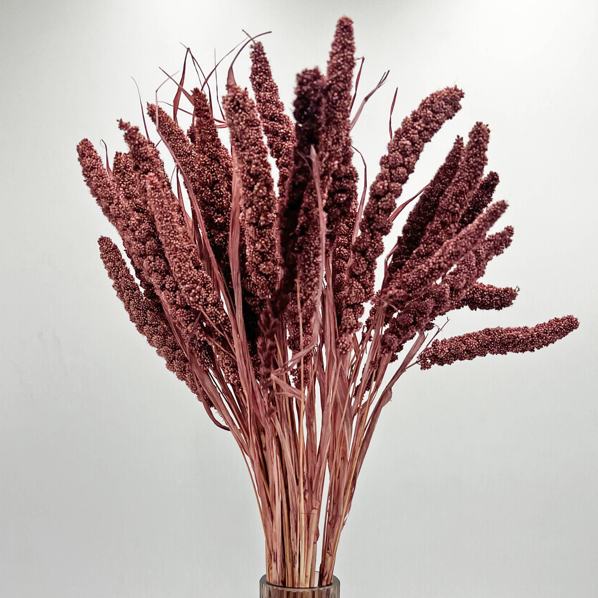 2626 Designs - Wholesale Dried/Pressed Flowers - Dried Preserved Millet Flower 21" Multiple Colors24