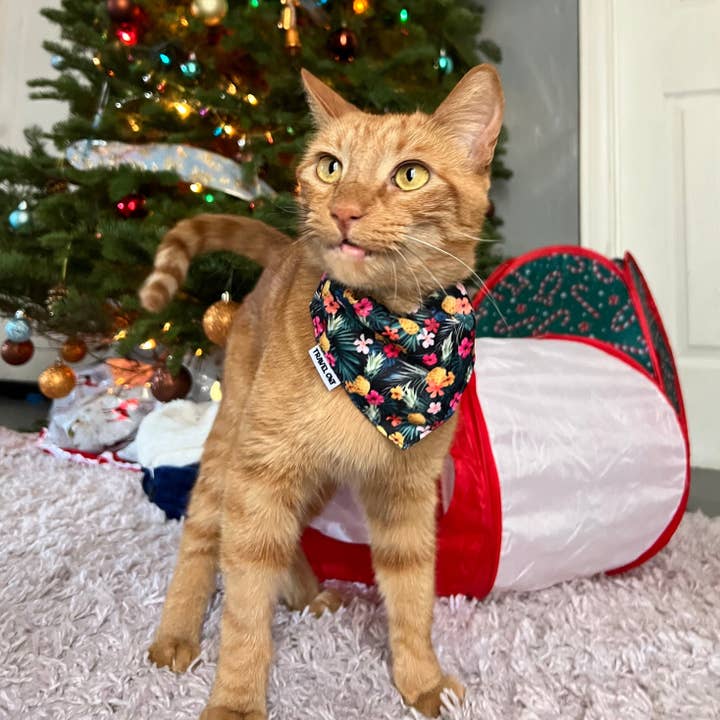 Travel Cat | Your Cat Backpack - Wholesale Pet Bandana - Dog - "The Hawaiian" Bandana & Collar Set