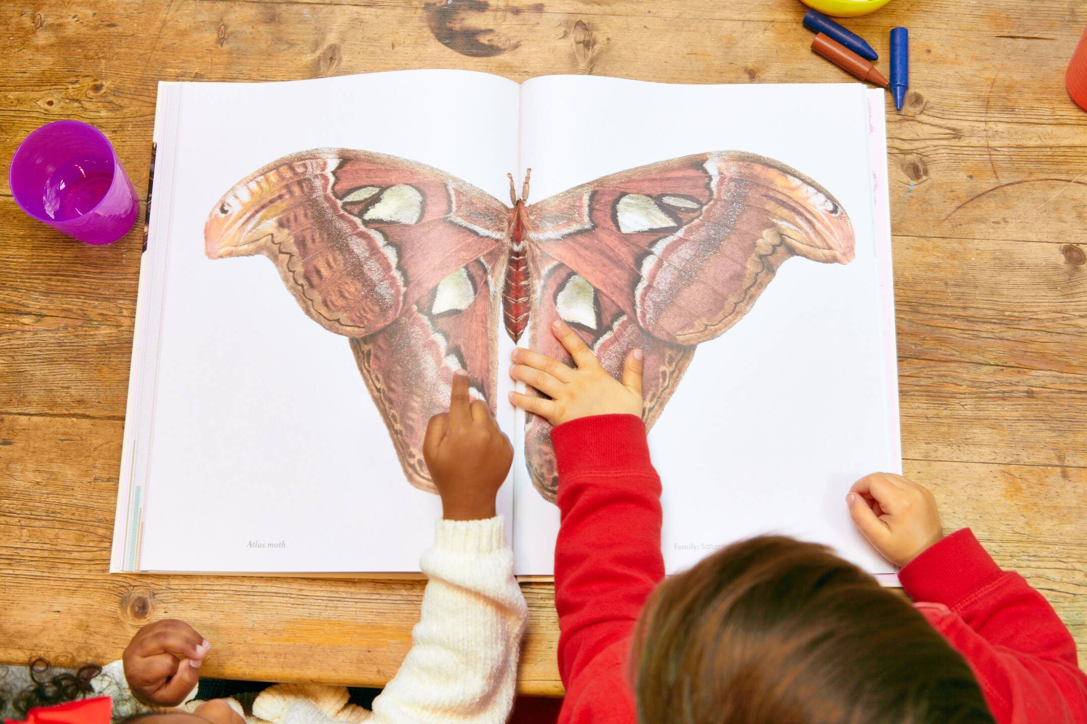 Hidden Planet – wholesale Nature and outdoors – Sensational Butterflies2