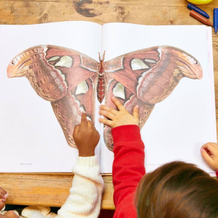 Hidden Planet – wholesale Nature and outdoors – Sensational Butterflies2